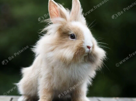 A lionhead doe or mini lop doe
