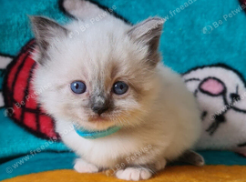 Beautiful Ragdoll munchkin Kittens
