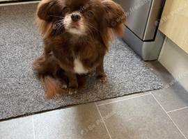 Beautiful female Pekingese cross