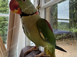 Tame alexandrine male