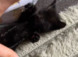 1 kitten for sale
