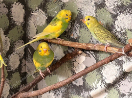 Budgies for sale