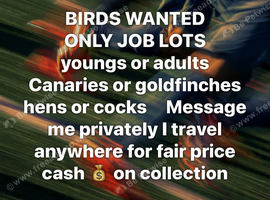Birds wanted Jon lots only canary&rsquo;s or goldfinches
