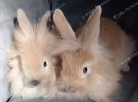8wks old, 1 boy, 1 girl ready now