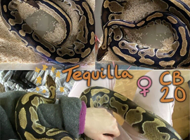 Female Wild type Royal Python - Tequilla