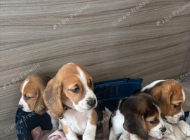 Beagle puppys