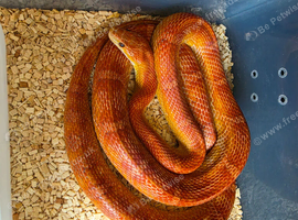 Hypo het palmetto female corn snake