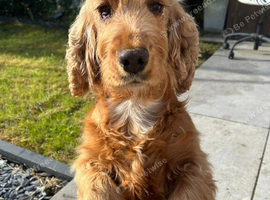 Cocker spaniel female 6 years old