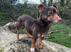 Jack Russell - Miniature