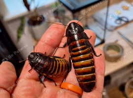 12x medium/large Hissing cockroaches