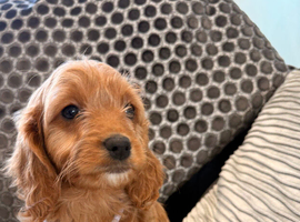 F1 Cockapoo puppies