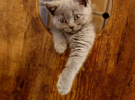 British Shorthair and Scottish fold