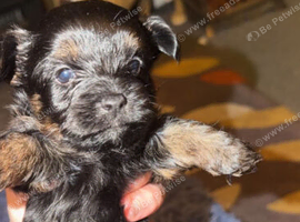 Toy yorkie x chihuahua