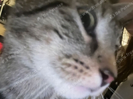 Lovely tabby and white 1 year old for sale