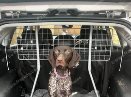 14 month old German short haired pointer