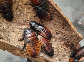 Hissing cockroach