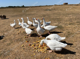 Young Embden geese for sale