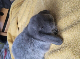 Mini lop