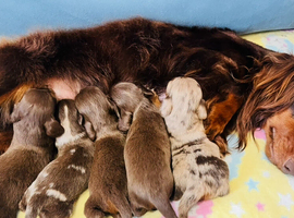 KC PRA clear long haired mini dachshund puppies