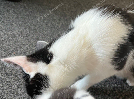 Black and white kittens male and female