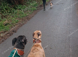 2 lurcher for sale