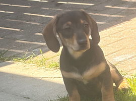 Reduced Beautiful mini Dachshunds