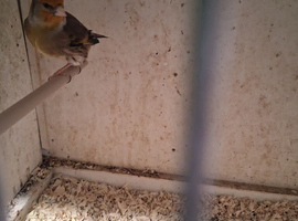 Goldfinch mule