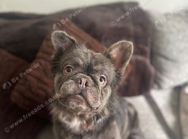 Fluffy French bulldog
