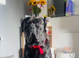 Cane corso x rottweiler