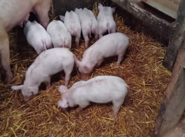 Weaners for sale