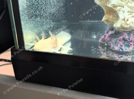 Axolotl and full set up