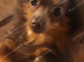 Pomeranian 1 year old