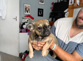 I have a Frenchie/ Chihuahua
