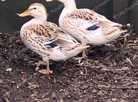 2 x Miniature Silver Appleyard female ducks
