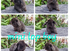 Mini lop babies available for reserve