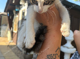 Mix breed tortoise shell kitten