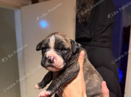 American bulldog/mastiff (Bandog)