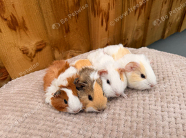 Beautiful baby boars
