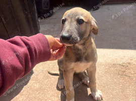 Lurcher puppies