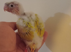 Baby suncheek conure hand rearing