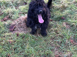 Cockapoo male dog