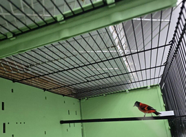 Black hooded red siskin
