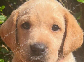 Gorgeous girl Labradors