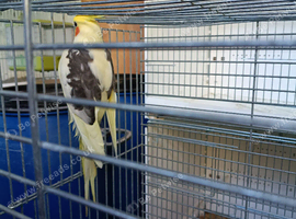 Cockatiel believed to be male. About 2 years old, used to an aviary.