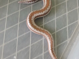 adult male rosy boa