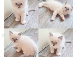 Pure ragdoll kitten for sale