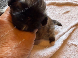 Kc Pekingnese x3 little girls