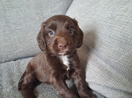beautiful, chunky playful sprocker F1