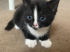 Black and white kitten