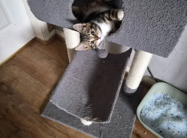1 female cats